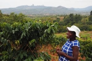Smallholder coffee farmer in Zimbabwe