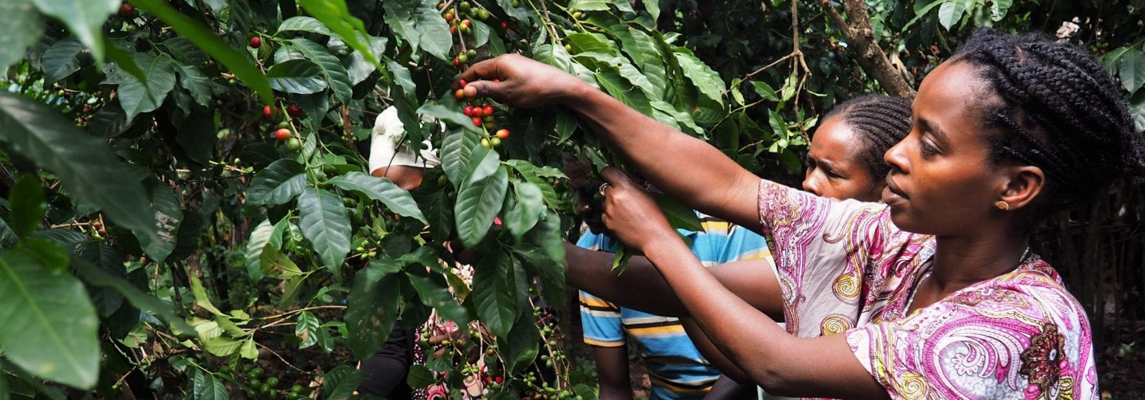 Tigelfre Cashier Harvests Cherry