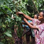 Tigelfre Cashier Harvests Cherry