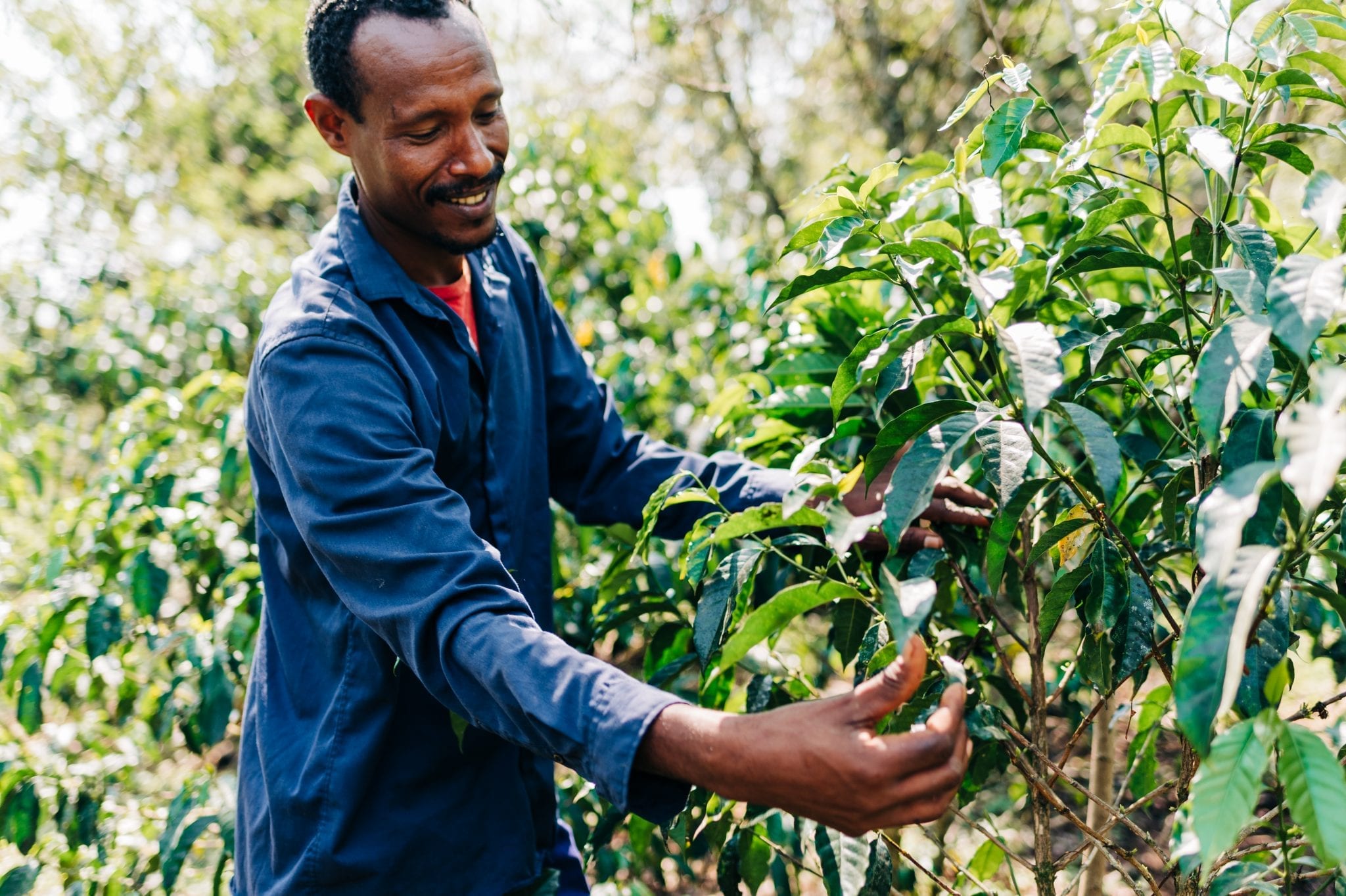 Coffee Is Bringing Better Food and a Better Life in Ethiopia