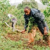 A coffee farmer in Ethiopia tends to his farm