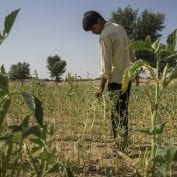 Young Indian boy in farm