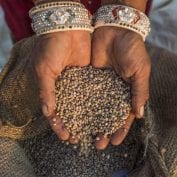 Woman holding grain