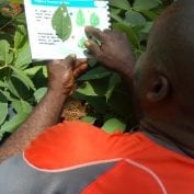 Man reading leaves charts