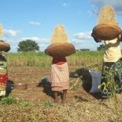 Three farmers tossing their soybean crops