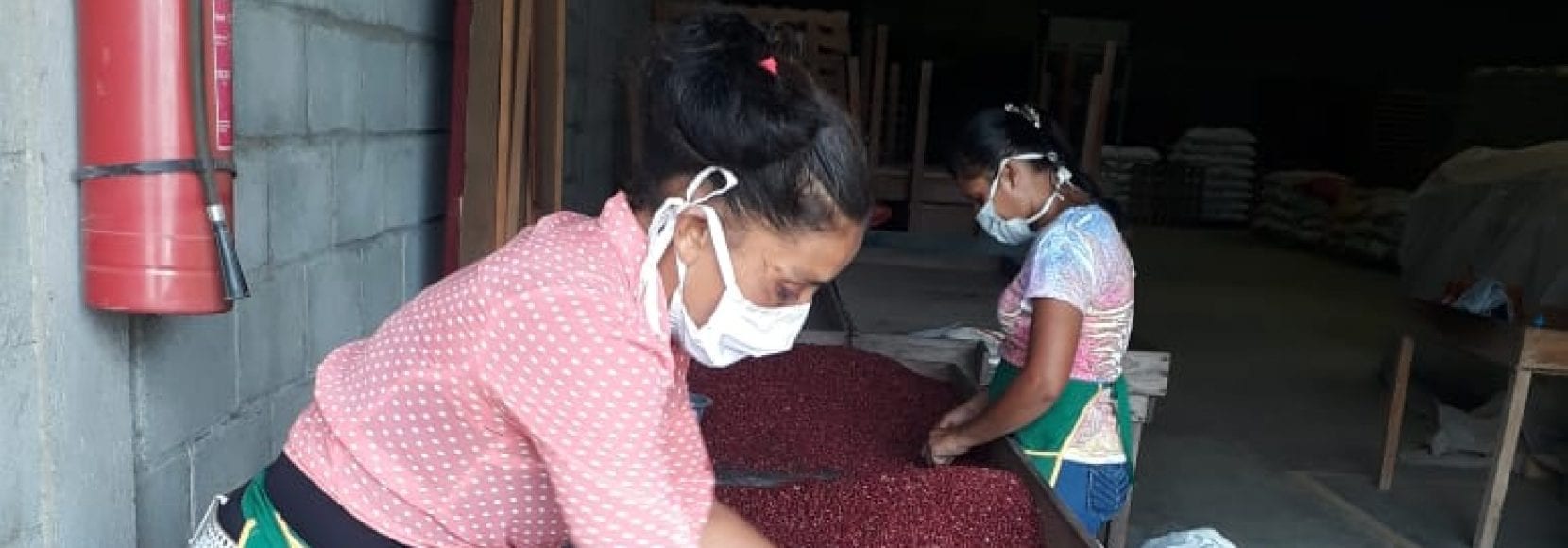 Bean farmers in MAS+ sort beans while physically distant and wearing masks.