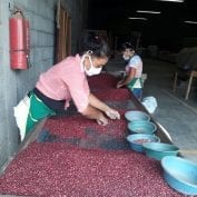 Bean farmers in MAS+ sort beans while physically distant and wearing masks.