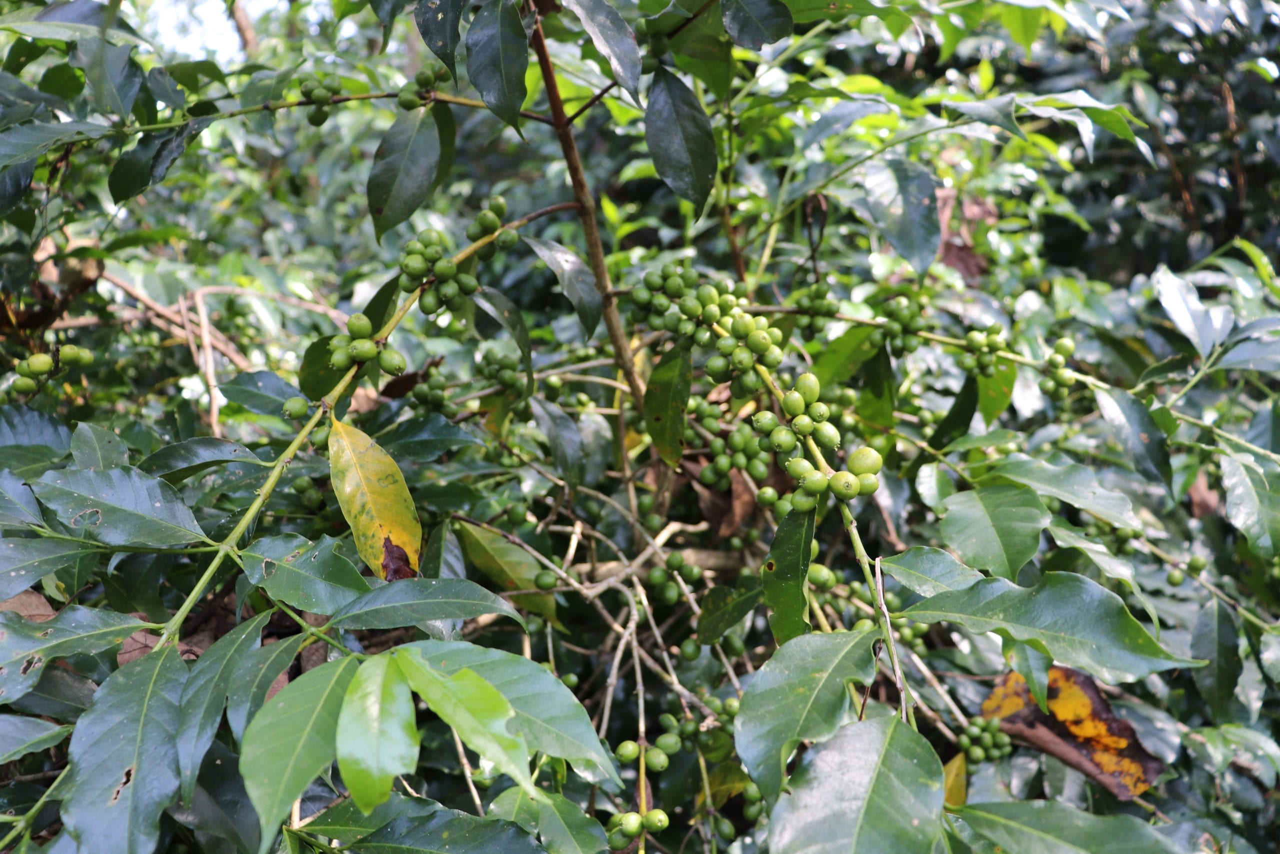 Fruits on the vine
