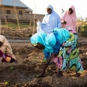 Women tomato farmers in northwest Nigeria