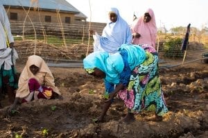 Women tomato farmers in northwest Nigeria