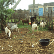 Mary tends to her goats on her property in Kenya