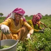 Women harvest peas in India