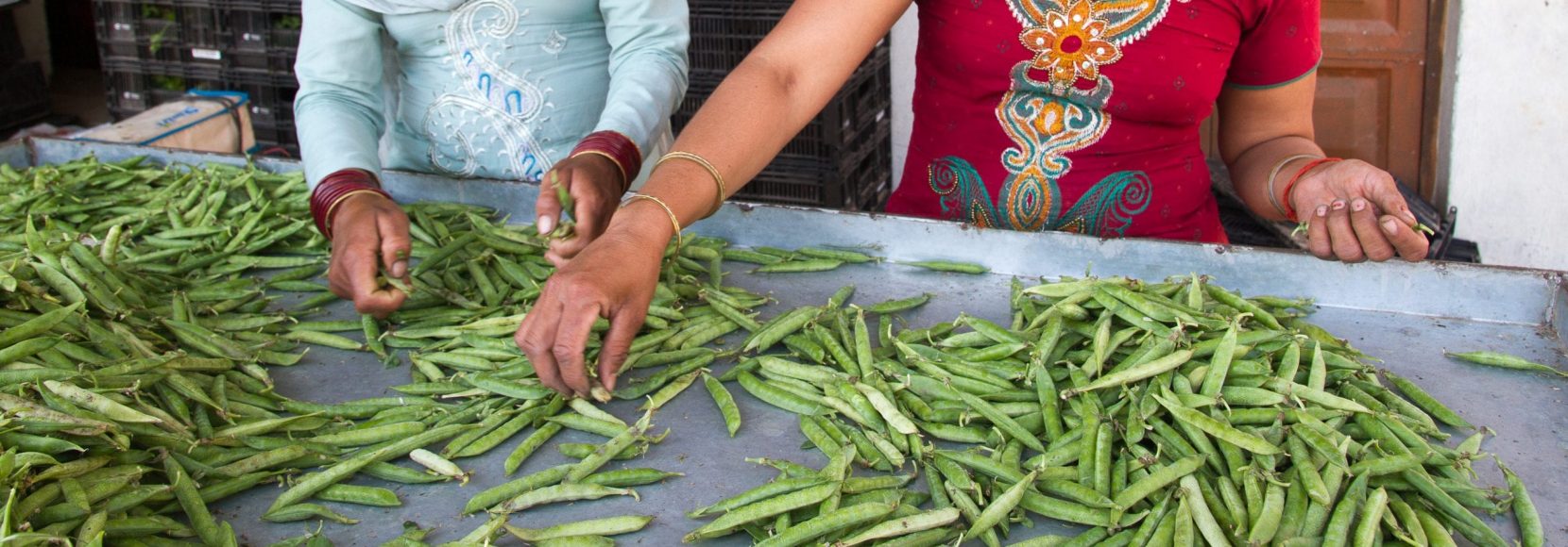 Women sort peas at a TechnoServe vegetable collection center in India