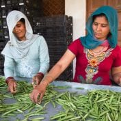 Women sort peas at a TechnoServe vegetable collection center in India