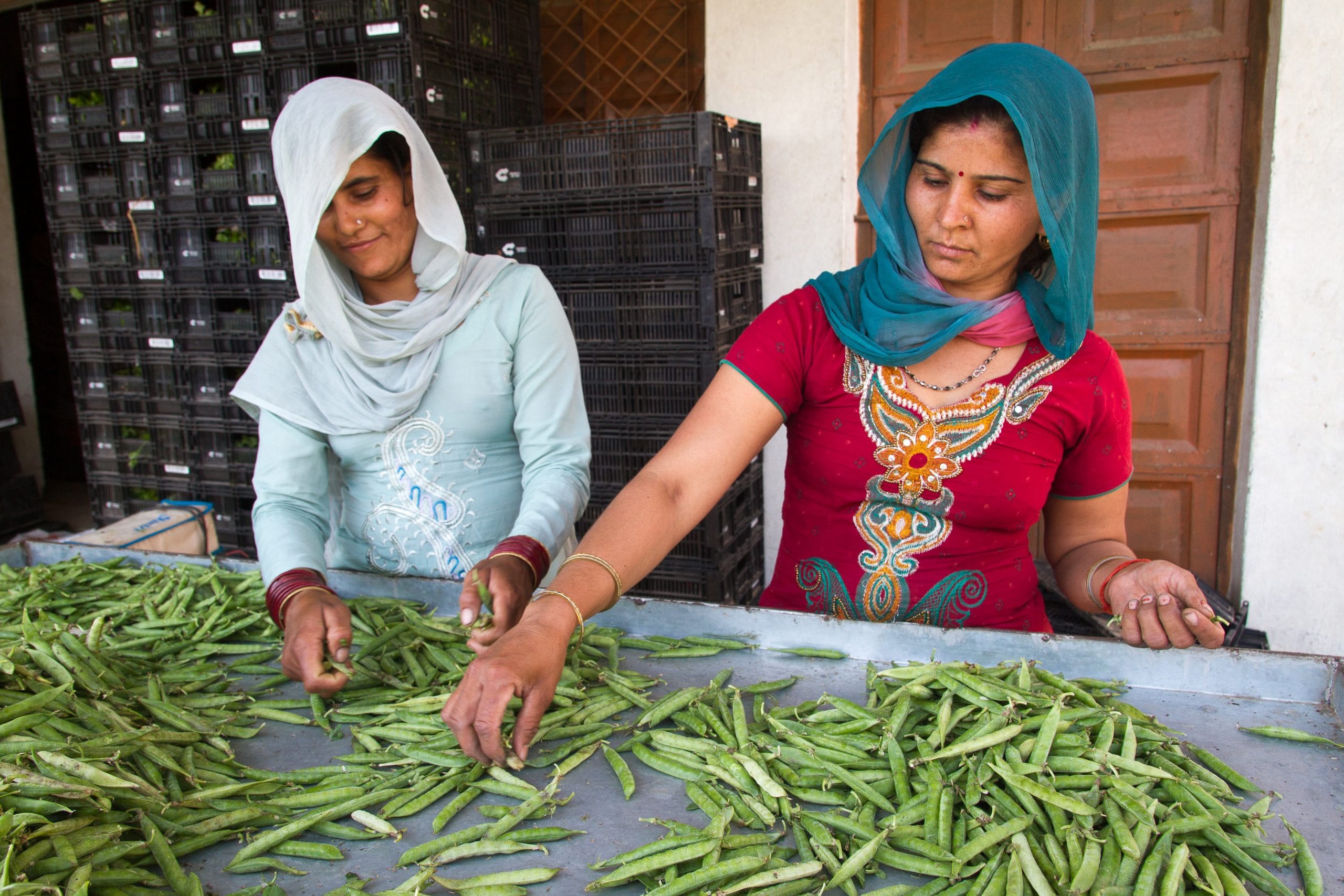 Women sort peas at a TechnoServe vegetable collection center in India