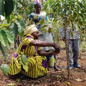 Coffee farmers in the Democratic Republic of Congo tend to their coffee trees