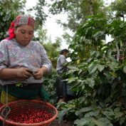 A farmer in Guatemala picks coffee