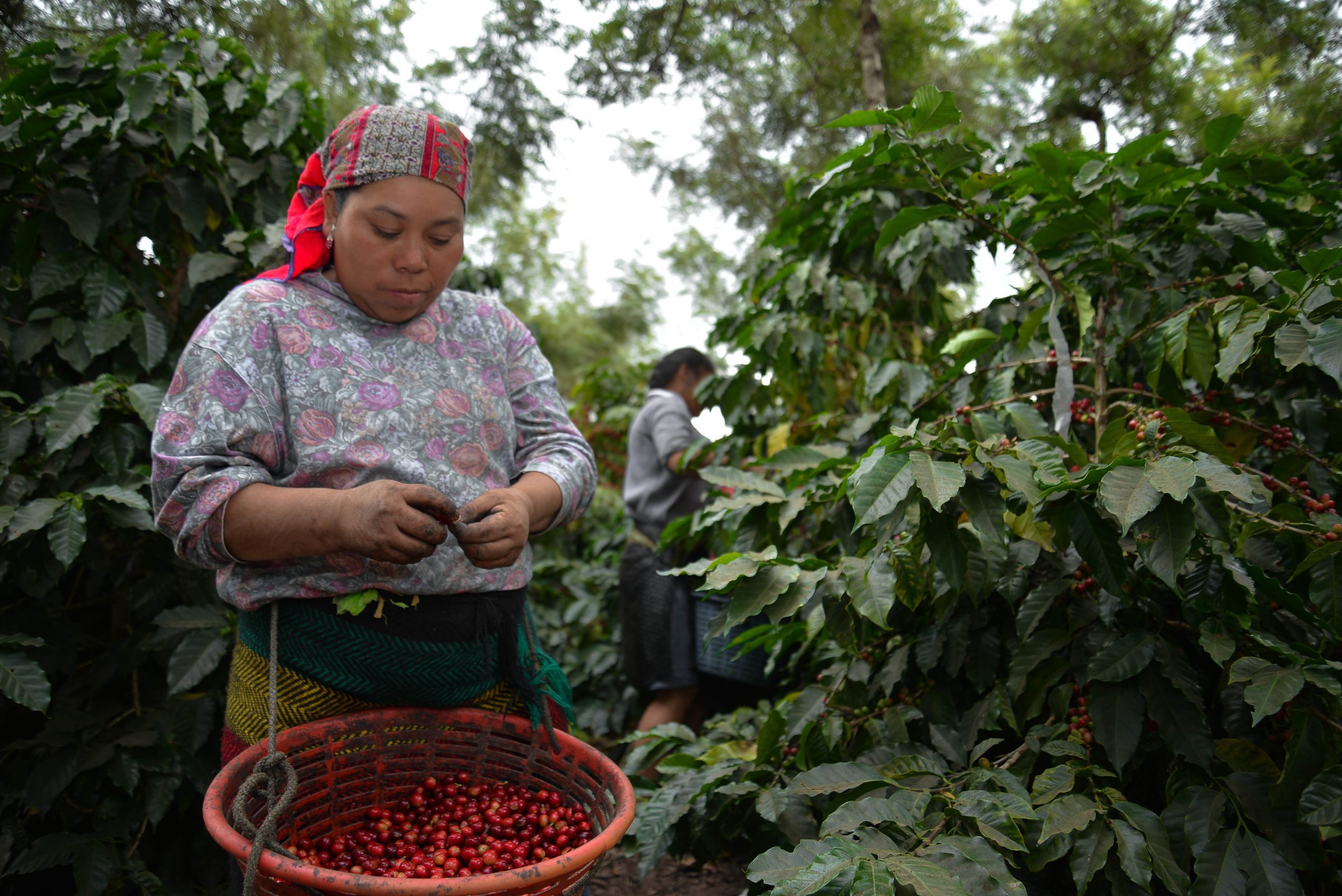 A farmer in Guatemala picks coffee