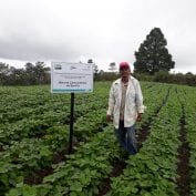 A bean farmer standing proudly in a field in Honduras