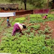 Women taking care of plants in an organic kitchen garden in India