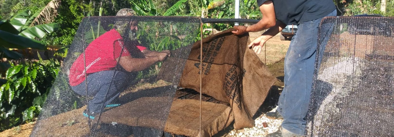 Coffee farmers in Puerto Rico work on their land
