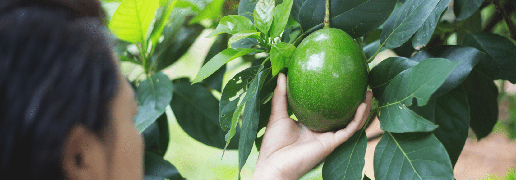 A woman picks an avocado from a tree
