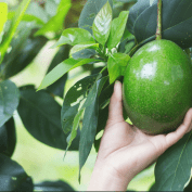 A woman picks an avocado from a tree