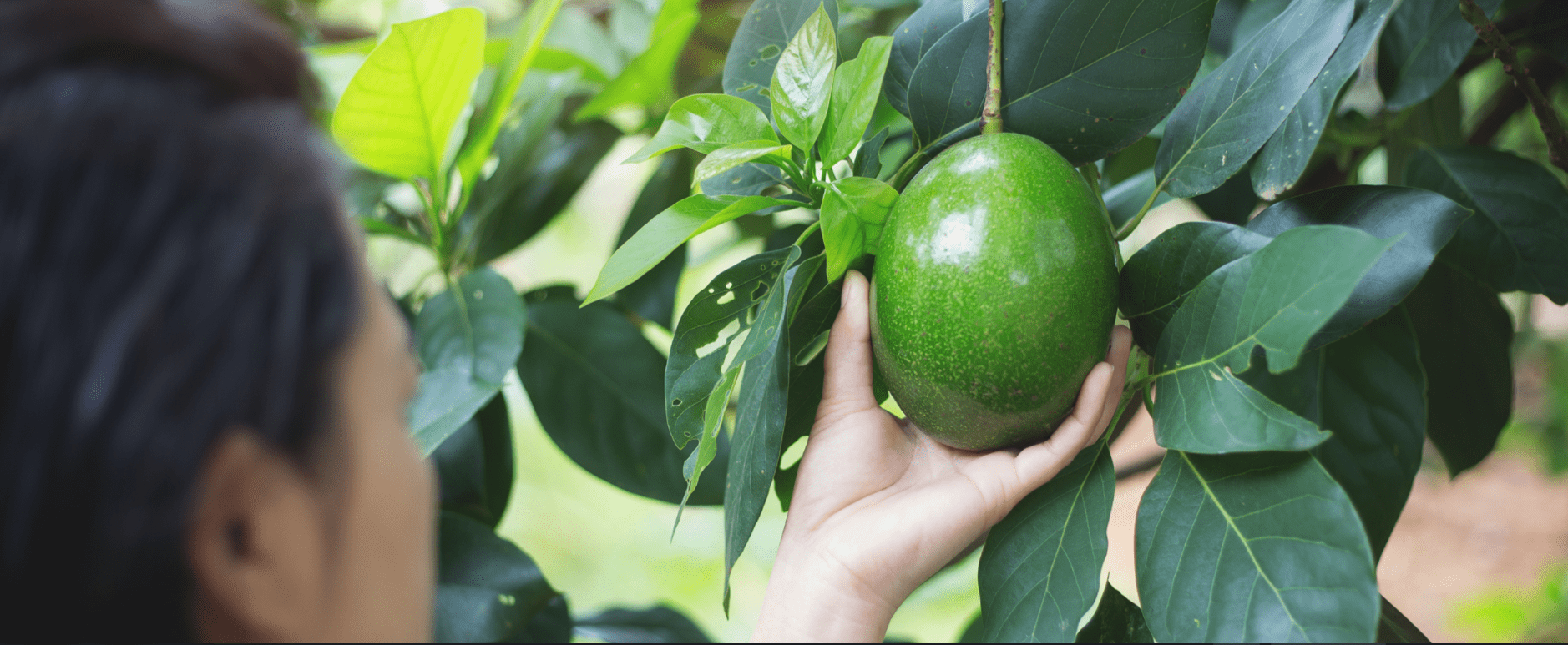A woman picks an avocado from a tree