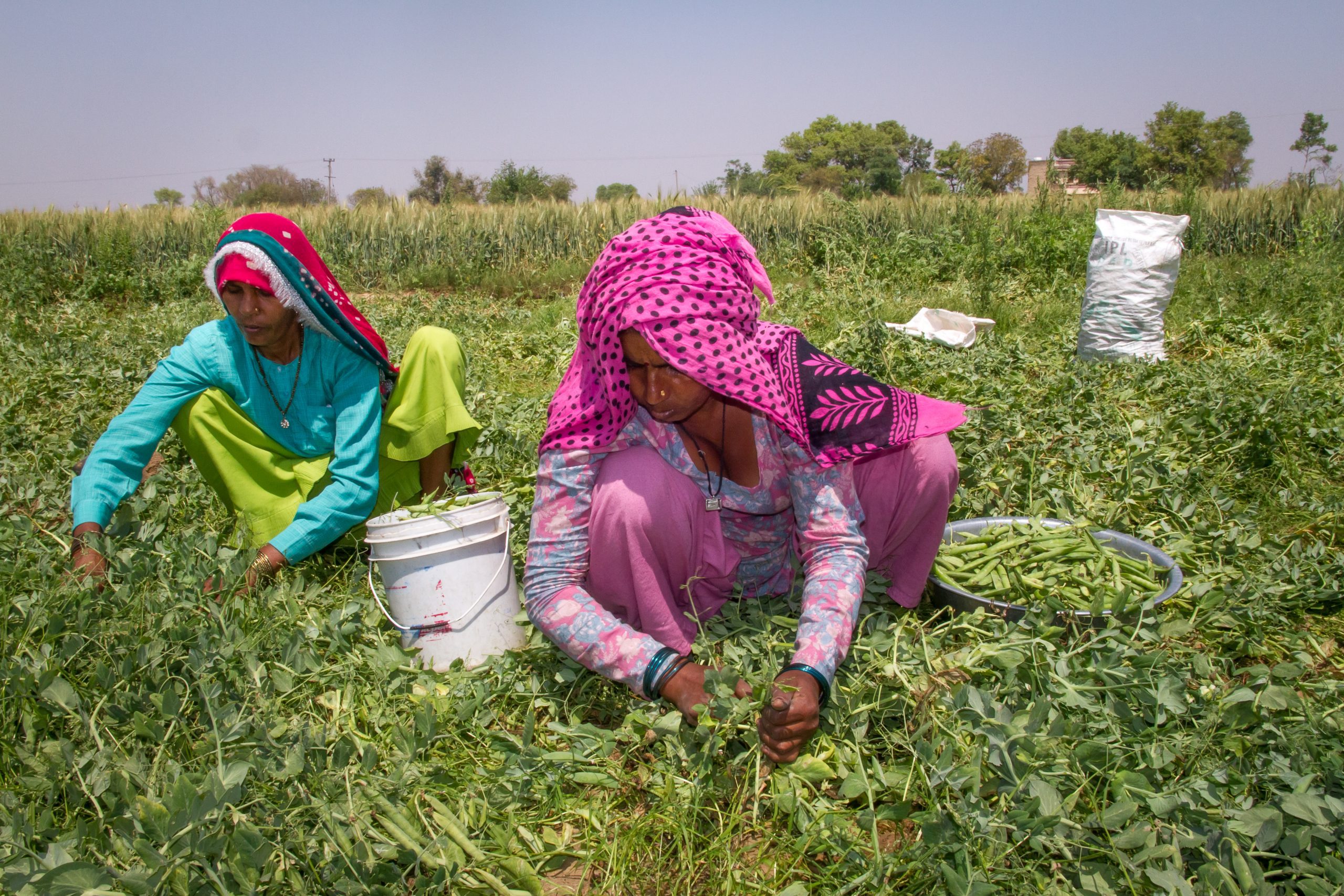 Farmers in India harvest peas