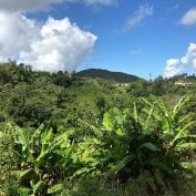 A landscape in Puerto Rico