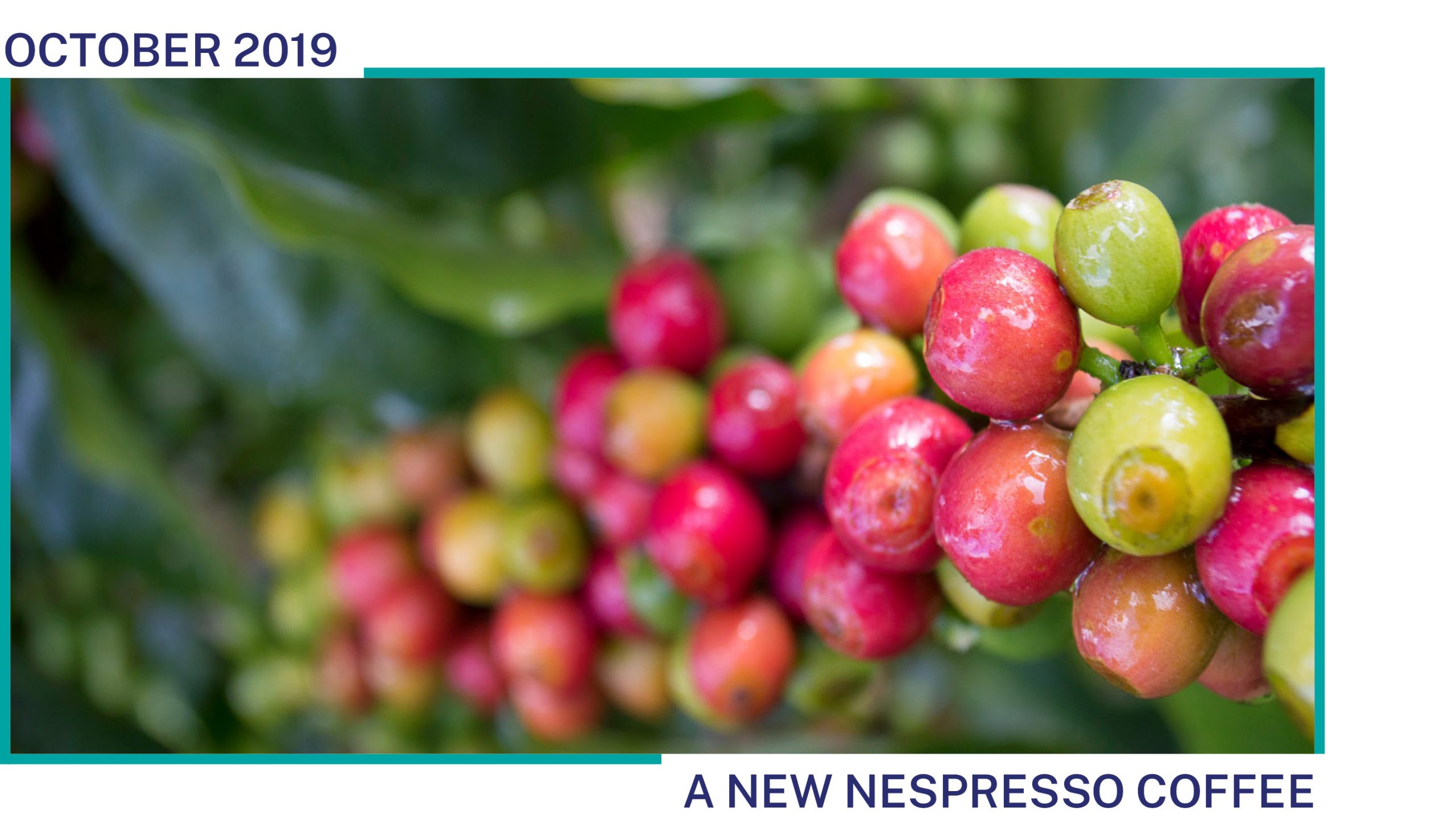 Coffee cherries grow on a coffee plant