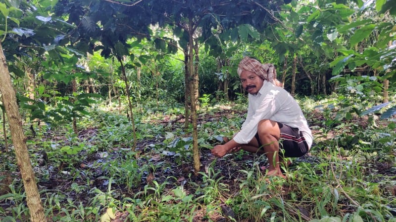 Mottadam Jogiraju tends to his farm in Visakhapatnam district, India