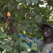 A man picks a cashew apple from a tree in Benin