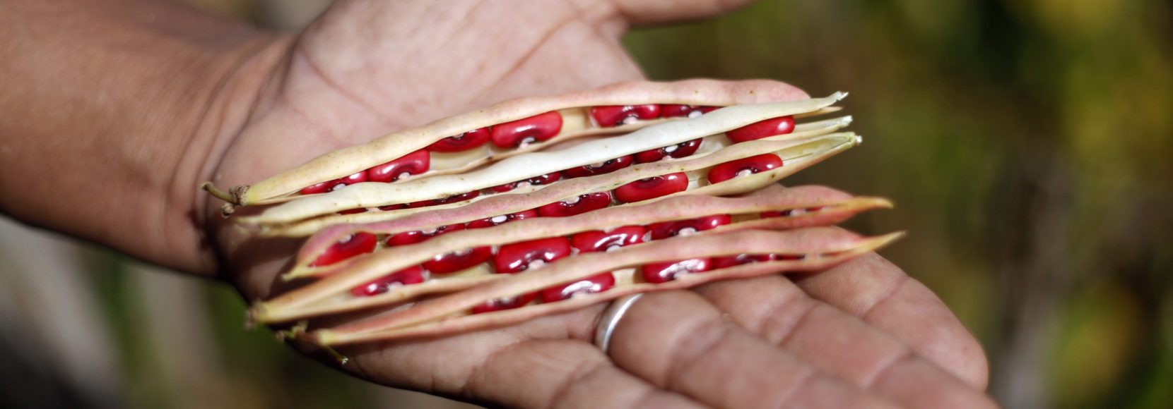 A man holds several red beans