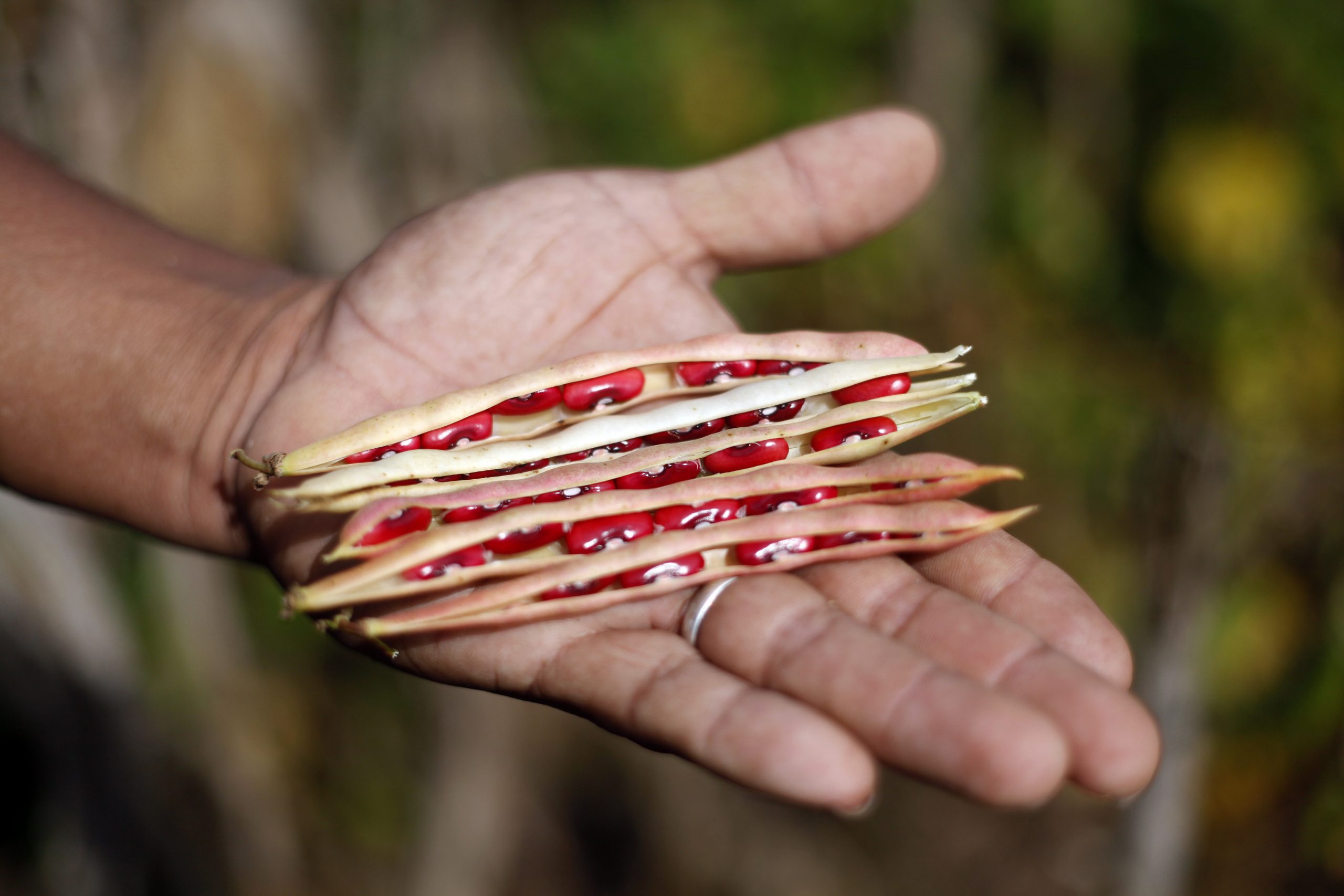 A man holds several red beans