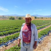 Ramiro Silva is a strawberry farmer in central Mexico