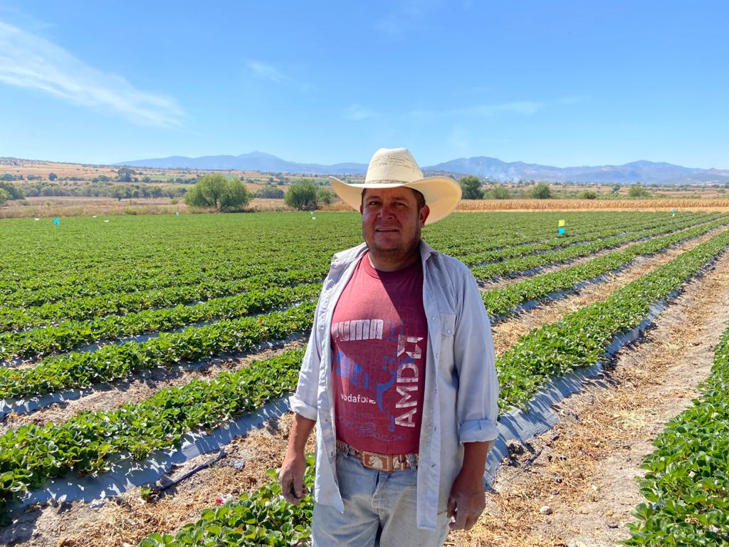 Ramiro Silva is a strawberry farmer in central Mexico