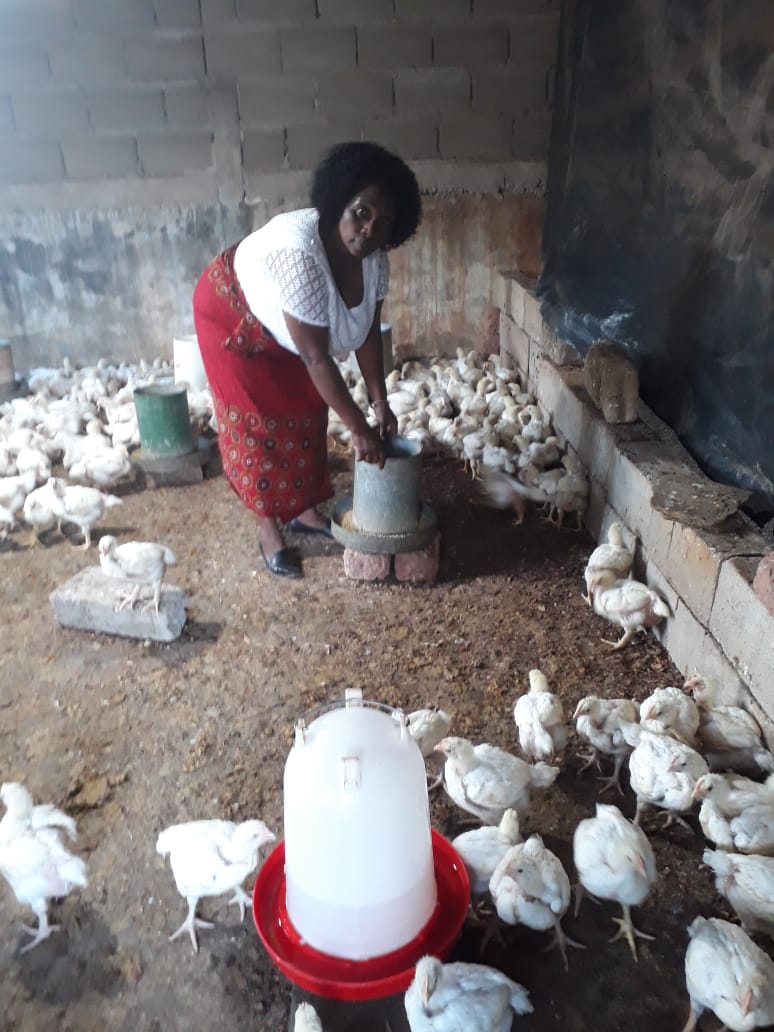 Helena Namura stands in a chicken coop on her property in Pemba, a coastal city and Mozambique.