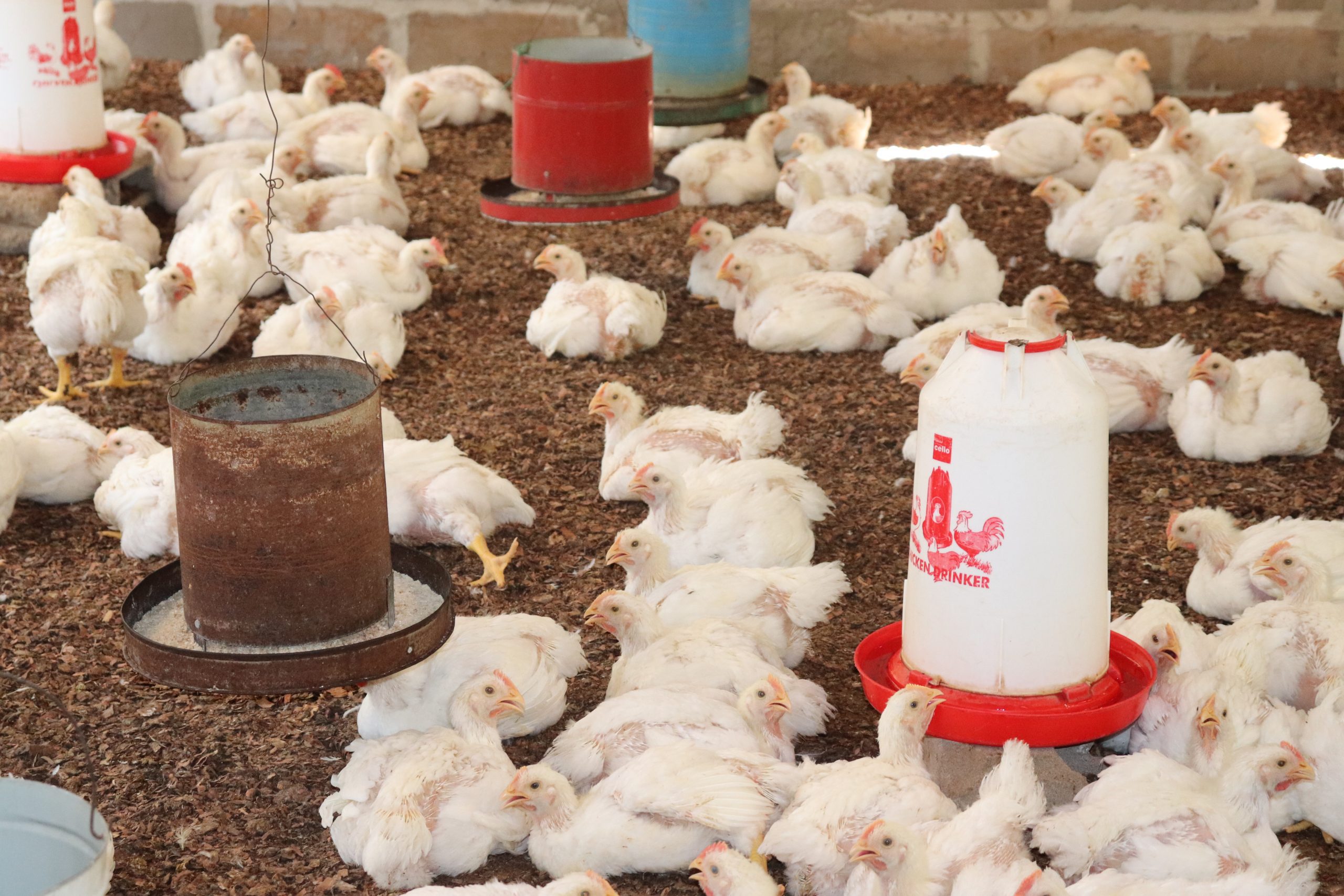 poultry farm management in hindi