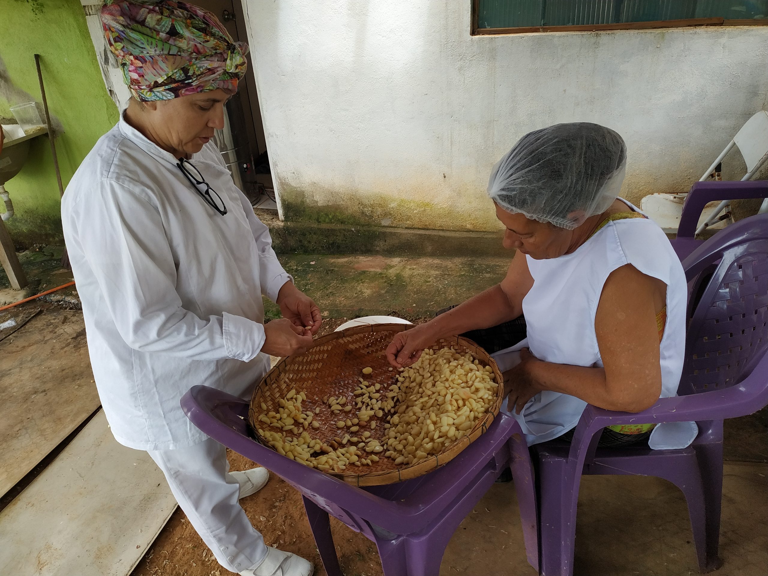 A family-run small business in Brazil produces fresh garlic.