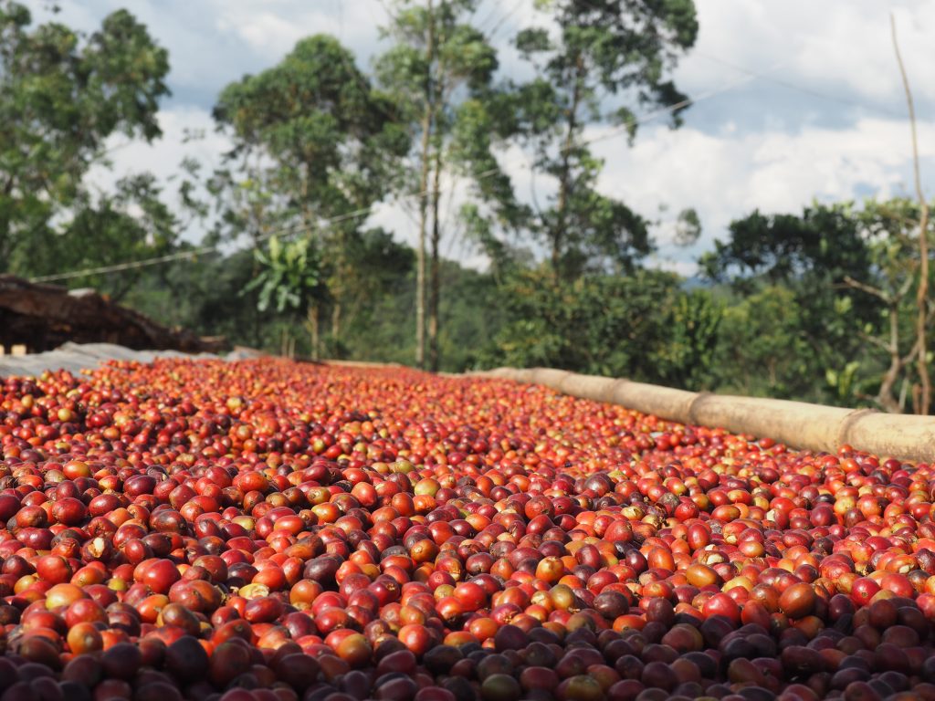 Kosokol Coop - Cherry Drying