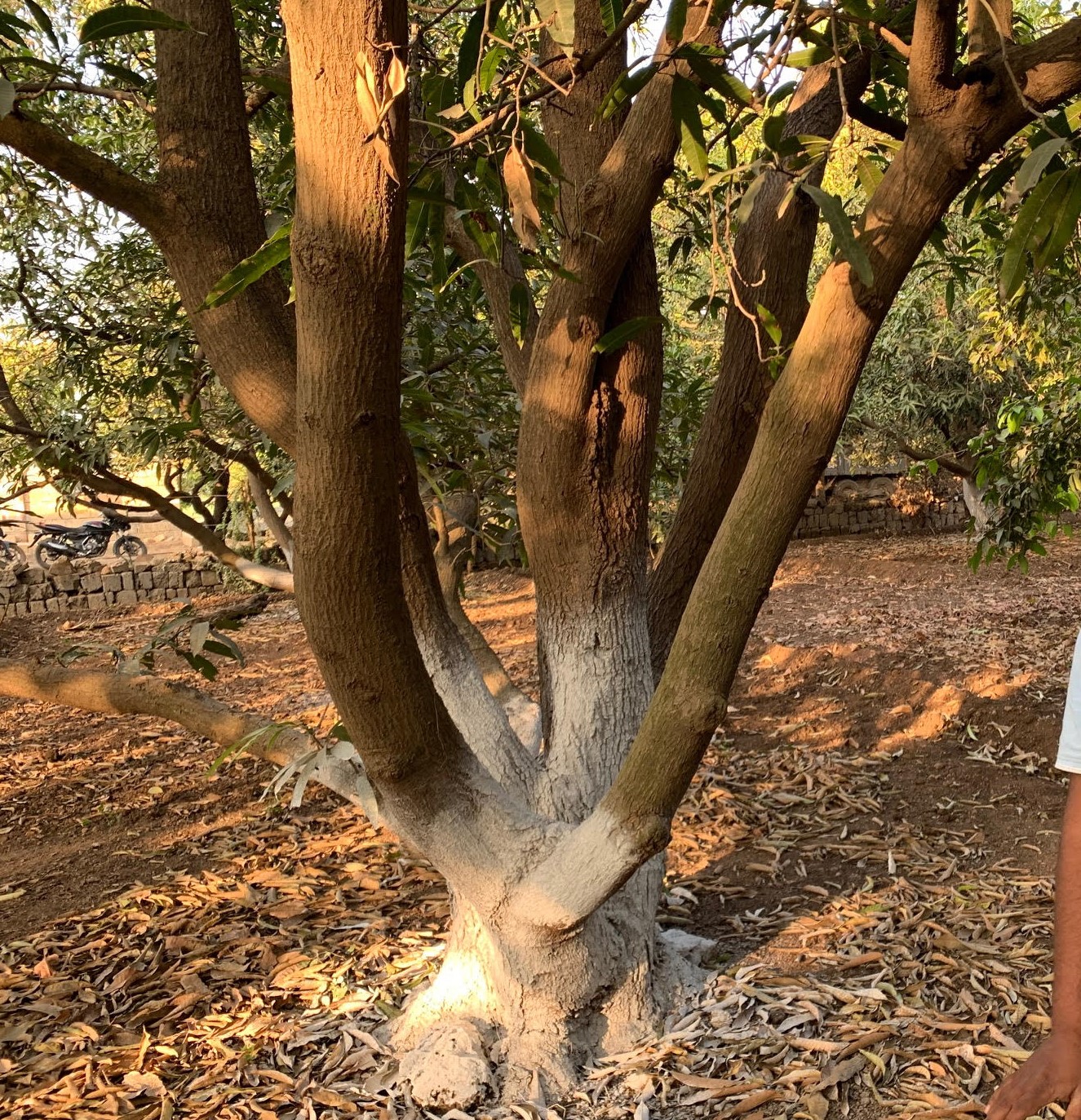Mango cultivation in India can be improved by treating trees with limewash.