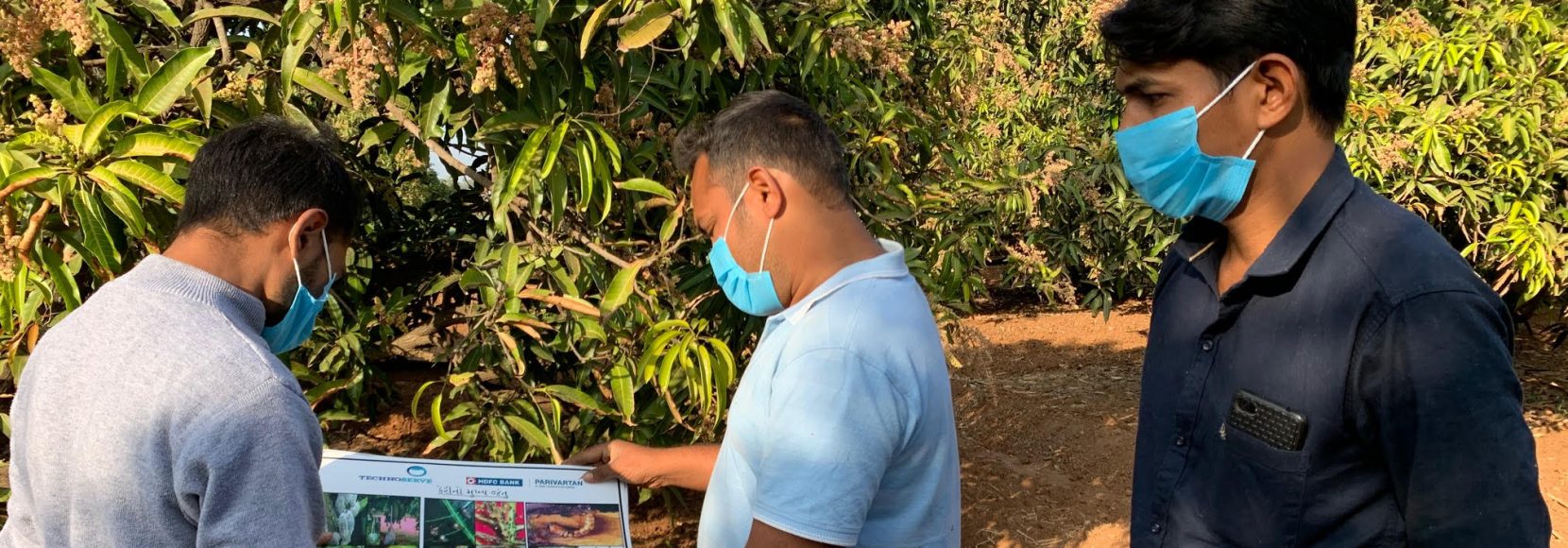 Mango cultivation in India is a proven way for farmers to increase their incomes and improve their livelihoods.