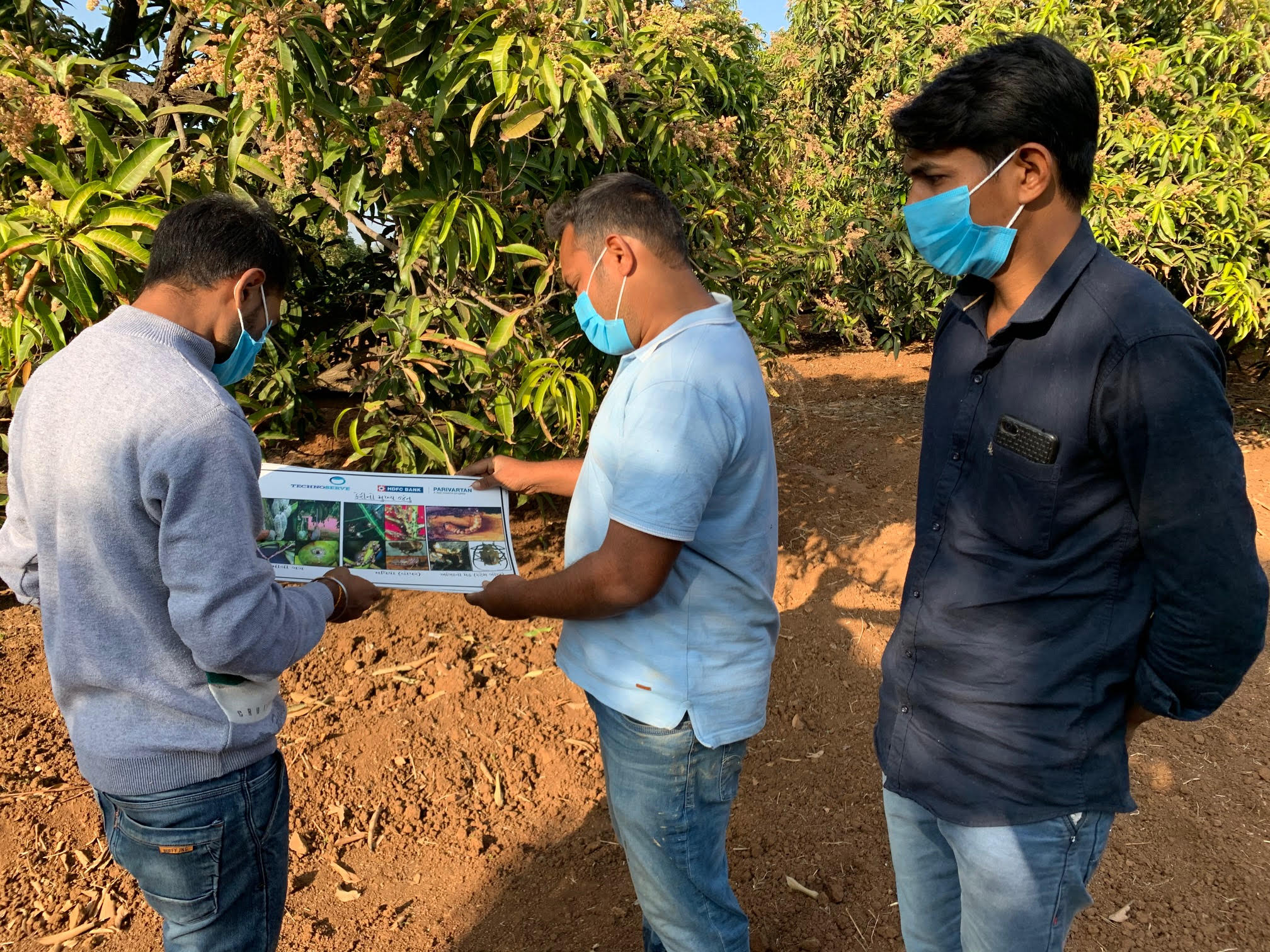 Mango cultivation in India is a proven way for farmers to increase their incomes and improve their livelihoods.