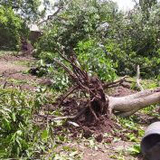 Farmers in India are battling the effects of Cyclone Tauktae. A downed mango tree in the aftermath of the storm.