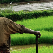 A man surveys a field in India.