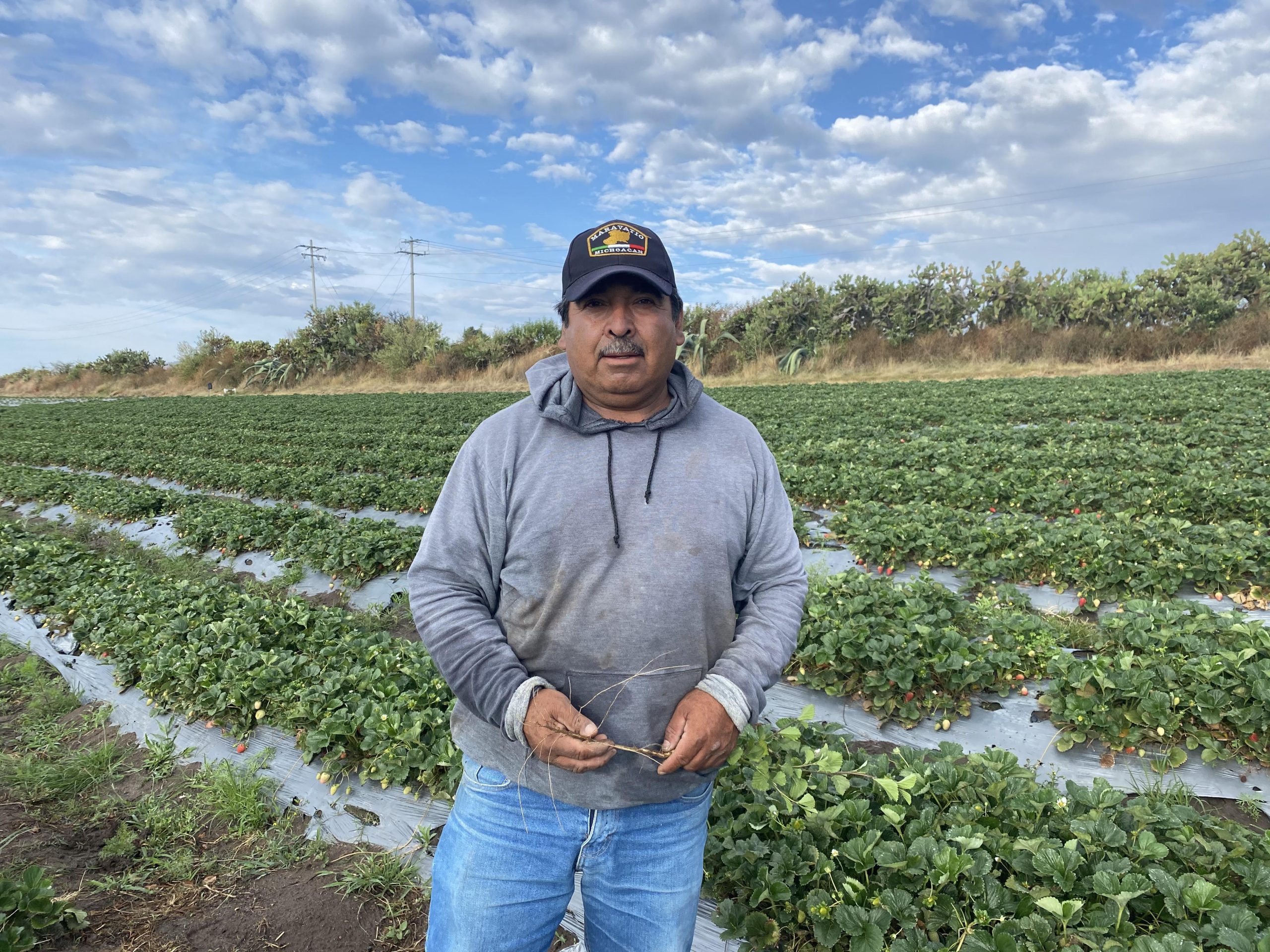 farmer-strawberries-mexico-JG1