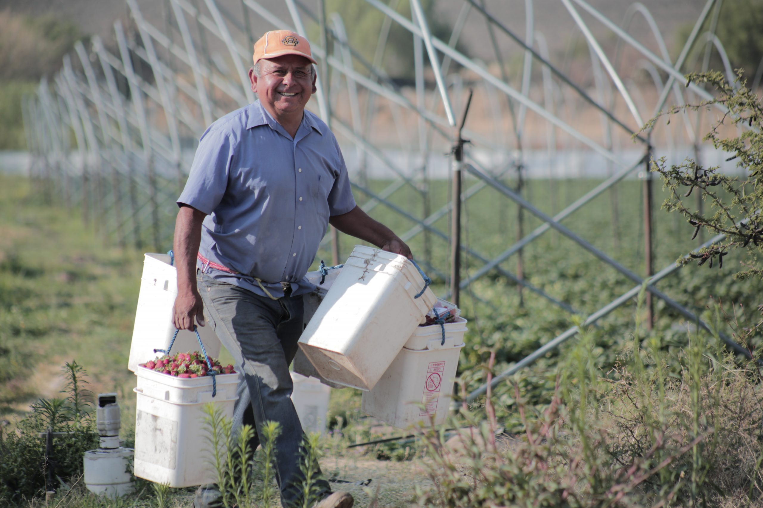 Farmer learns better farming techniques improve income