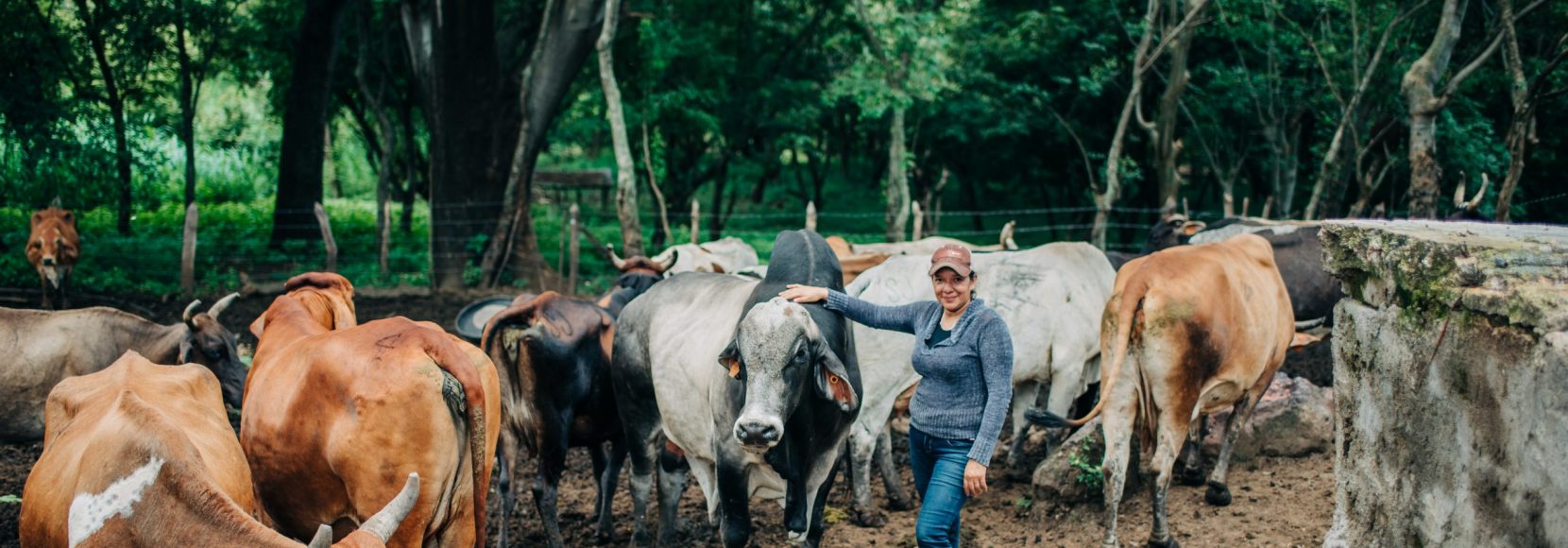 Gladys Gonzales stands with her cows in central Nicaragua. Retaining forests helps reduce the environmental impact of cattle ranching.