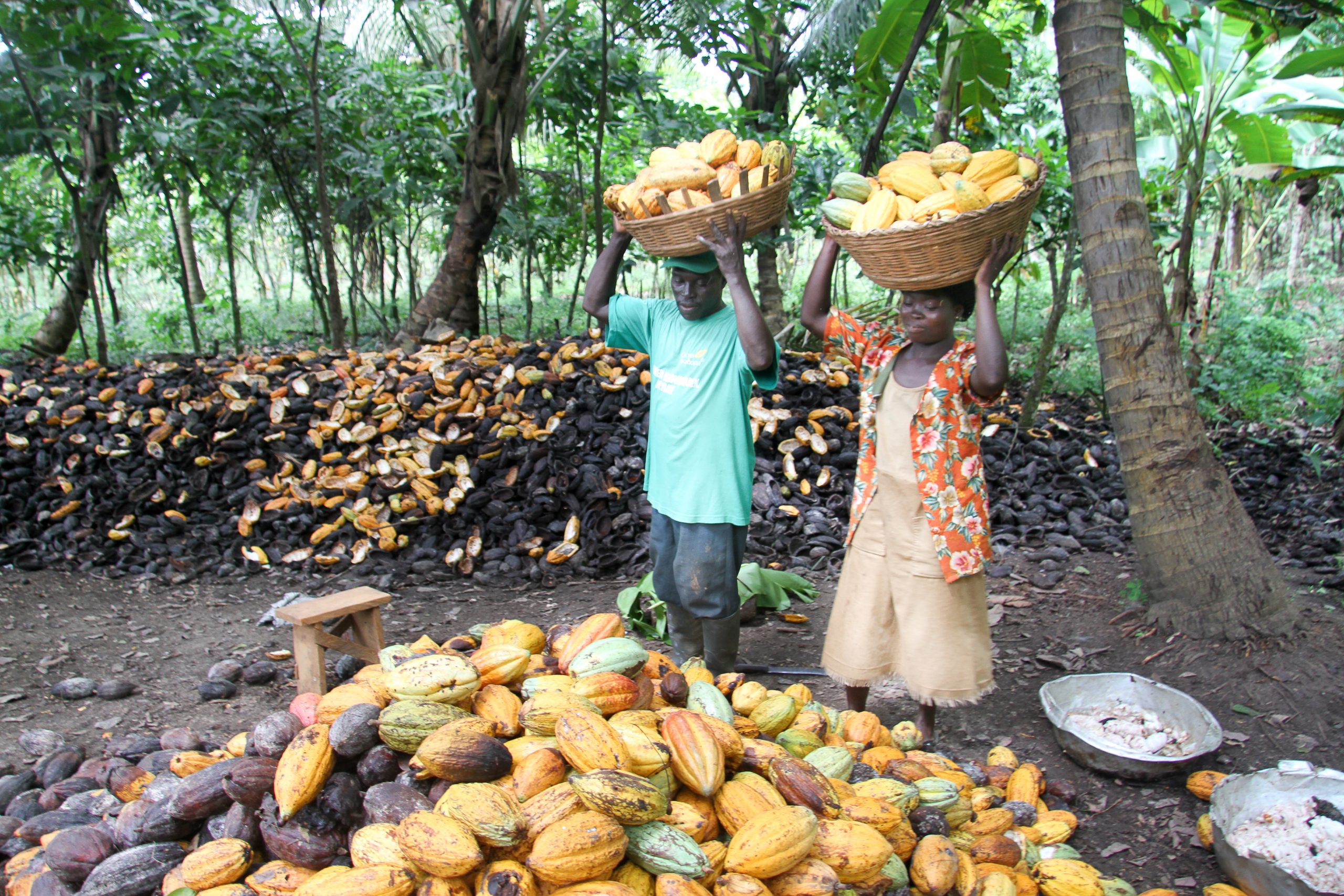 Creating Change Through Cocoa in Ghana Q&A With Former Fellow Yash